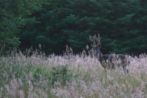 a buck standing in a meadow at twilight